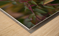 Rose solitaire Wood print