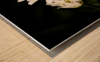 Marguerite a minuit Wood print