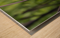 Anemone avec abeille Wood print