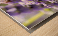  Lavender Feast: Bee on Lavender Flowers Macro Shot Wood print
