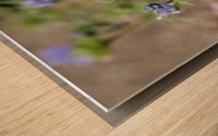Natures Delight: Butterfly and Purple Flowers Wood print