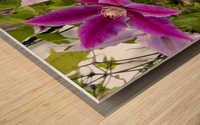 Harmonie delicate : La splendeur des clematites roses en macro dans leur feuillage captivant Wood print