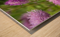 Fleurs eponge: Lelegance saisissante en macro Wood print