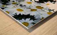Purete florale : Leclat dun tapis de marguerites blanche Wood print