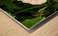 Elegance florale : Lys blanc captivant entoure de feuillus verdoyants Impression sur bois