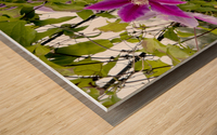 Fleurs en harmonie : Clematite rose mauve captivante avec un fond de feuillus Wood print