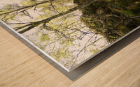 Spring May Morning in a Scottish Highlands Birch Forest Wood print