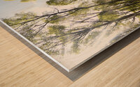 Early May Sun in a Scottish Highlands Birch Forest Wood print