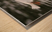 Bonapartes Gull Wood print