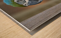 Macaw Wood print