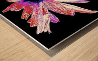 Red and White Distressed Daisy Flower on a Black Background Wood print