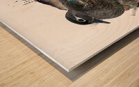 Wood Duck Hen   Wood print
