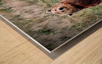 Chillin Wood print