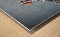 Pelican Island Wood print
