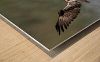 Osprey fishing Wood print