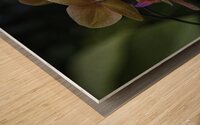 Moth Orchid Wood print