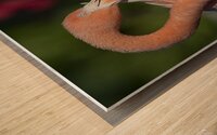 Flamboyance Wood print
