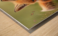 Cute little Fox Kit Wood print