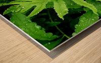 Sensitive Fern Wood print