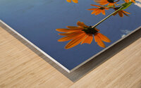 Helianthus Wood print