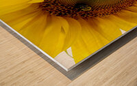 Sunflower Left Wood print