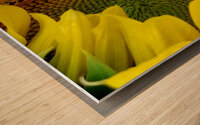 Sunflower Right Wood print