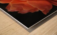 Orange Rose Wood print