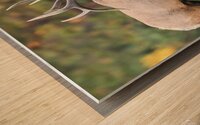 Bull Elk Bugle Wood print