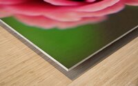 Pink Rose Wood print