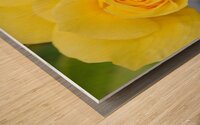 Yellow Rose Wood print