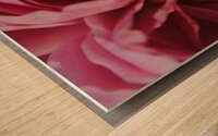 Pink Rose Petals Wood print