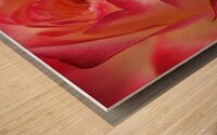Ombre Rose Wood print