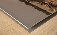 Natures Waterhole Clash Wood print
