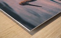 Willet - Gentle Waves Wood print