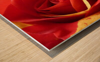 Original Red and Yellow Rose on an Abstract Background Wood print