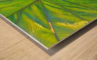 Elephant Ear Leaf Wood print