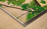 Barred Owl - Reflection Wood print