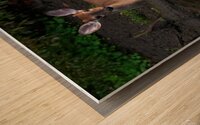 Playful White Tailed Deer in Creek Wood print