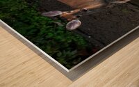 Playful Deer - Sticking Tongue Out Wood print