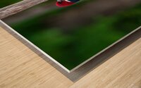 Red Headed Woodpecker Wood print