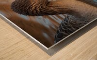 Graylag Goose - Reflection Wood print