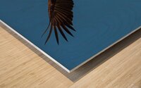 Bald Eagle - On The Hunt Wood print