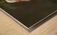 Peaceful Pekin Wood print