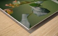 Carolina Chickadee - After The Rain Wood print