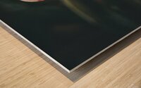  Portrait of a White Ibis Wood print