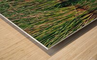 Green Heron - Angel Wings Wood print