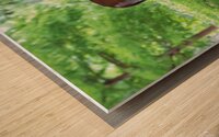 Morning Grazing Wood print