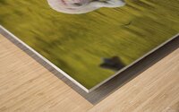 Preening Roseate Spoonbill Wood print