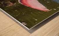 Roseate Spoonbill - I Believe I Can Fly Impression sur bois