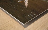 Dancing Egret Wood print